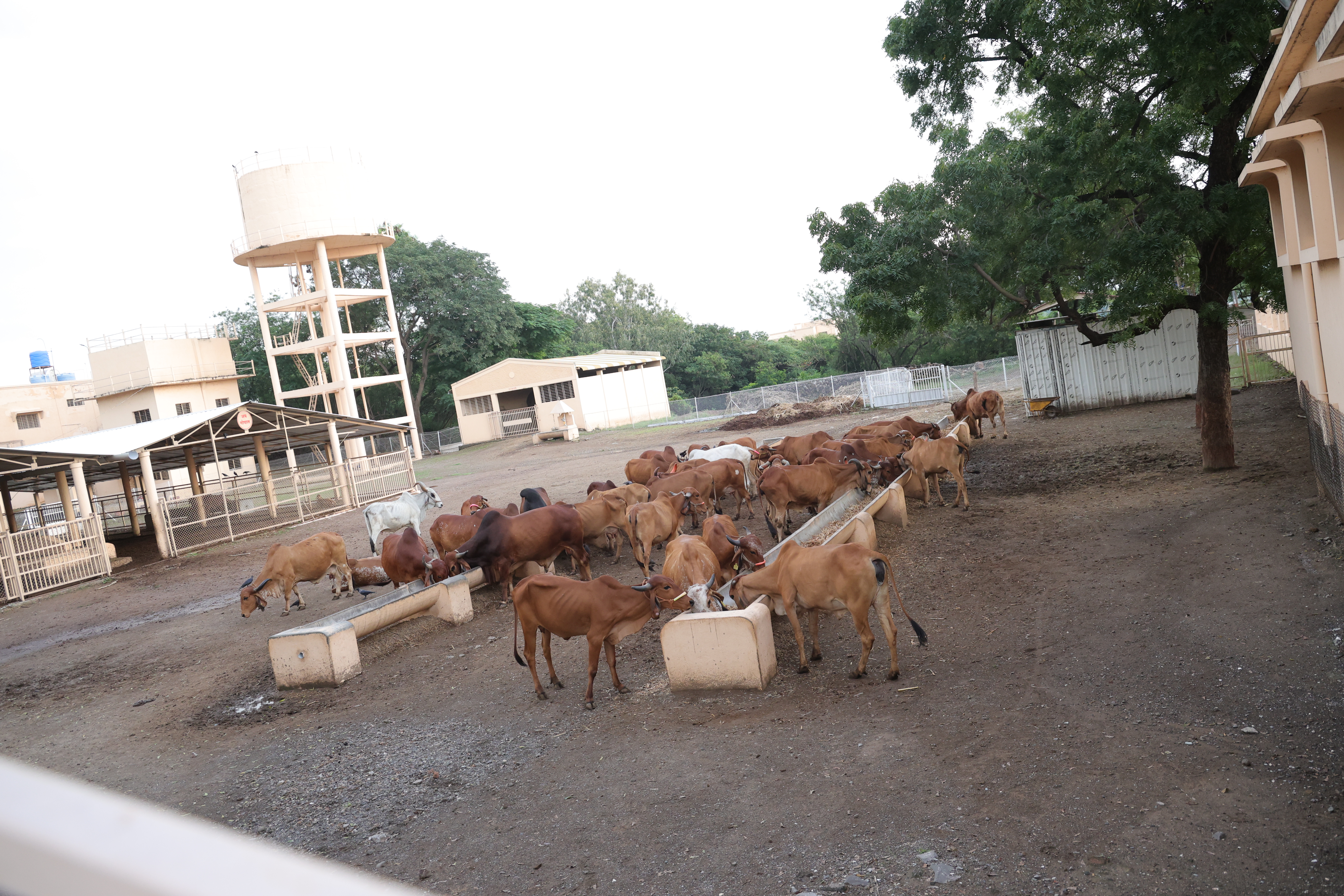 गोशाळा 4